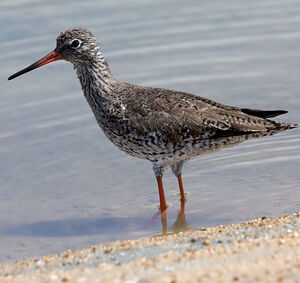 Common Redshank