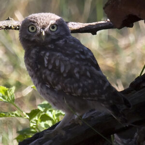 Little Owl 
&copy; Didier Collin