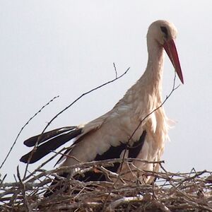 Cigogne blanche