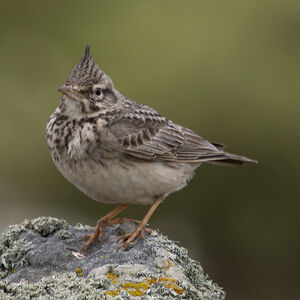 Cochevis huppé