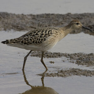Ruff 
&copy; Didier Collin