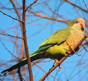 Conure veuve