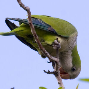 Conure veuve