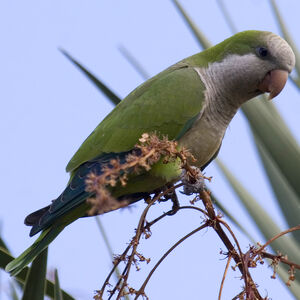 Conure veuve
