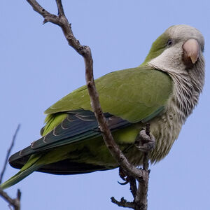 Conure veuve