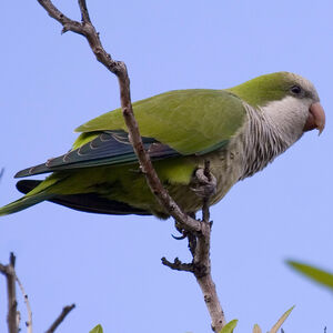 Conure veuve