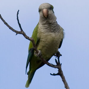 Conure veuve