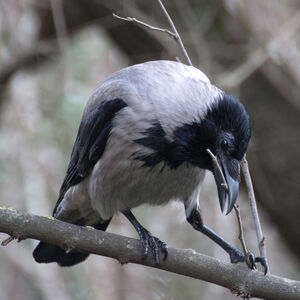 Hooded Crow