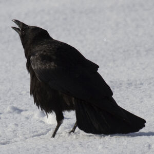 Corneille noire 
&copy; Didier Collin