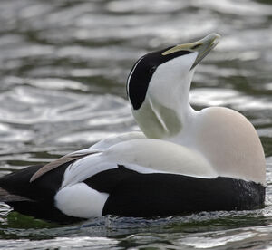 Eider � duvet 
&copy; Didier Collin