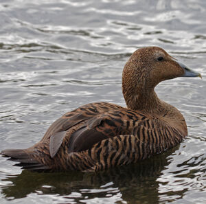 Eider � duvet 
&copy; Didier Collin