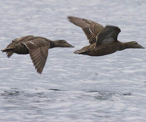 Eider � duvet 
&copy; Didier Collin