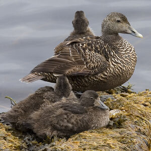 Eider � duvet 
&copy; Didier Collin