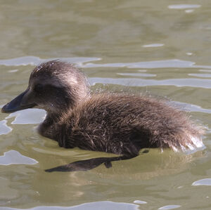 Common Eider