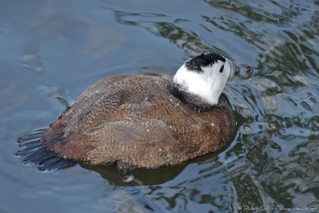 White-headed Duck male adult