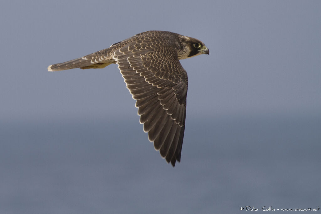 Peregrine Falconjuvenile, Flight