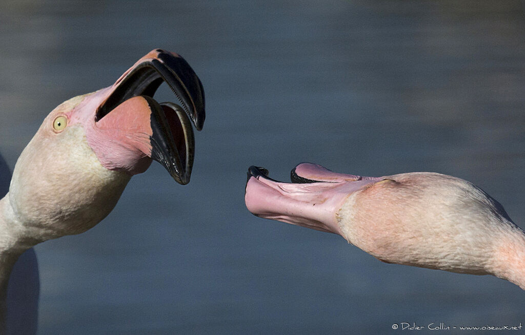 Greater Flamingo, close-up portrait, courting display, Behaviour