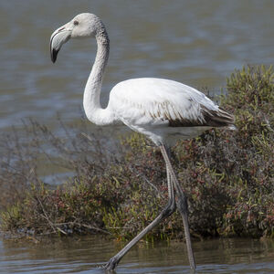 Greater Flamingo 
&copy; Didier Collin