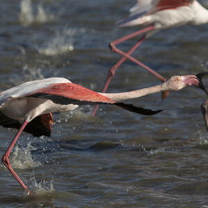 Greater Flamingo 
&copy; Didier Collin