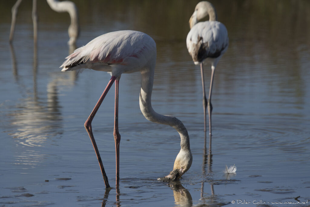 Greater Flamingoadult, feeding habits