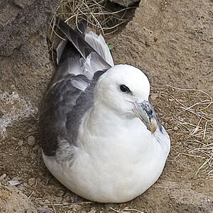 Fulmar bor�al 
&copy; Didier Collin