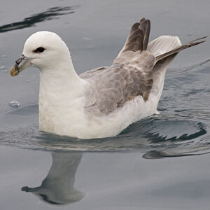 Fulmar bor�al 
&copy; Didier Collin