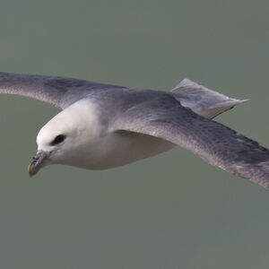 Fulmar bor�al 
&copy; Didier Collin