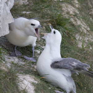 Fulmar bor�al 
&copy; Didier Collin