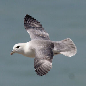 Fulmar bor�al 
&copy; Didier Collin