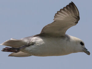 Fulmar bor�al 
&copy; Didier Collin