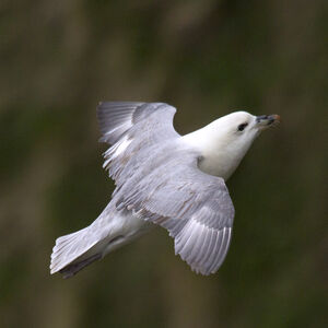 Fulmar bor�al 
&copy; Didier Collin