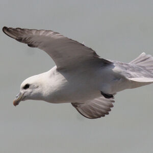 Fulmar bor�al 
&copy; Didier Collin