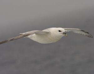 Fulmar bor�al 
&copy; Didier Collin