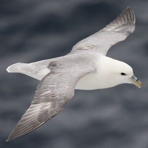 Fulmar bor�al 
&copy; Didier Collin