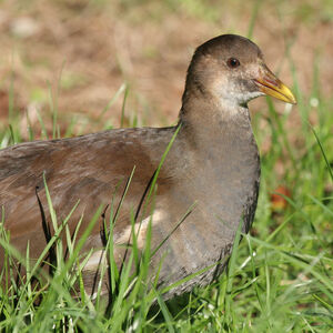 Gallinule poule-d'eau 
&copy; Didier Collin