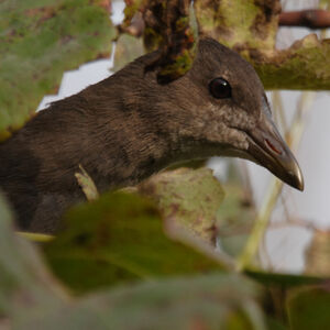 Gallinule poule-d'eau 
&copy; Didier Collin