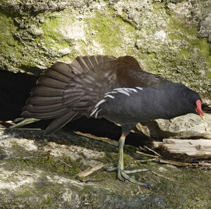 Gallinule poule-d'eau 
&copy; Didier Collin