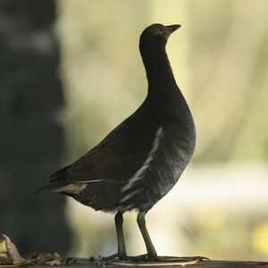 Gallinule poule-d'eau 
&copy; Didier Collin