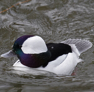 Bufflehead 
&copy; Didier Collin
