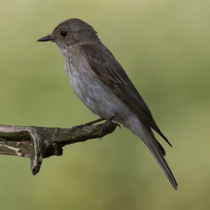 Spotted Flycatcher 
&copy; Didier Collin