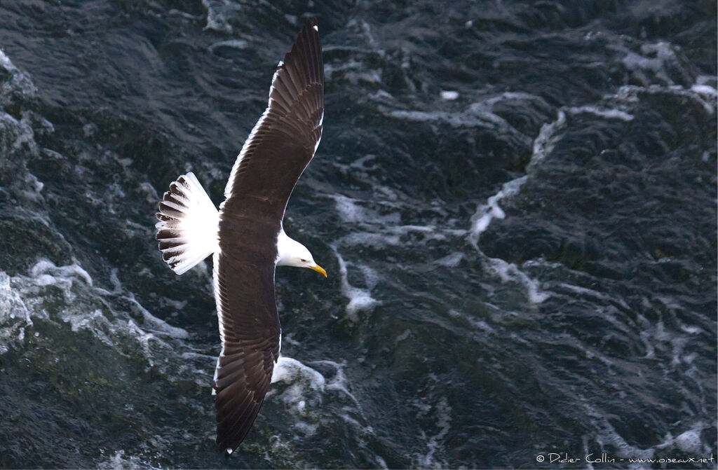 Lesser Black-backed Gulladult, aspect, Flight