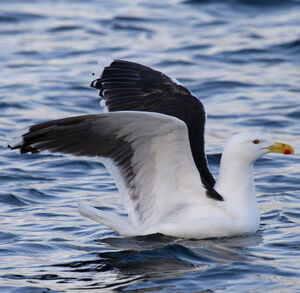 Great Black-backed Gull