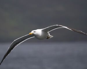 Great Black-backed Gull