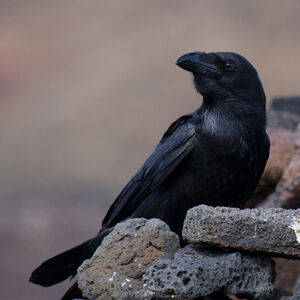 Northern Raven