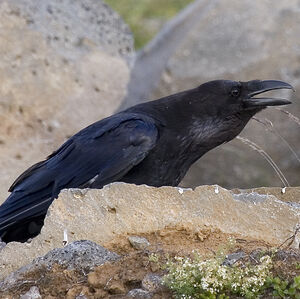 Grand Corbeau