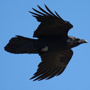 Northern Raven