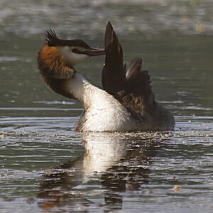 Great Crested Grebe 
&copy; Didier Collin