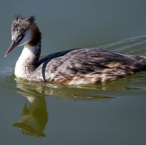 Great Crested Grebe 
&copy; Didier Collin