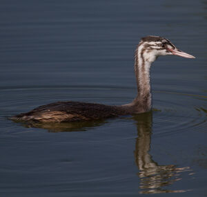 Great Crested Grebe 
&copy; Didier Collin