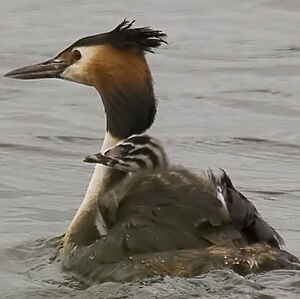 Great Crested Grebe 
&copy; Didier Collin